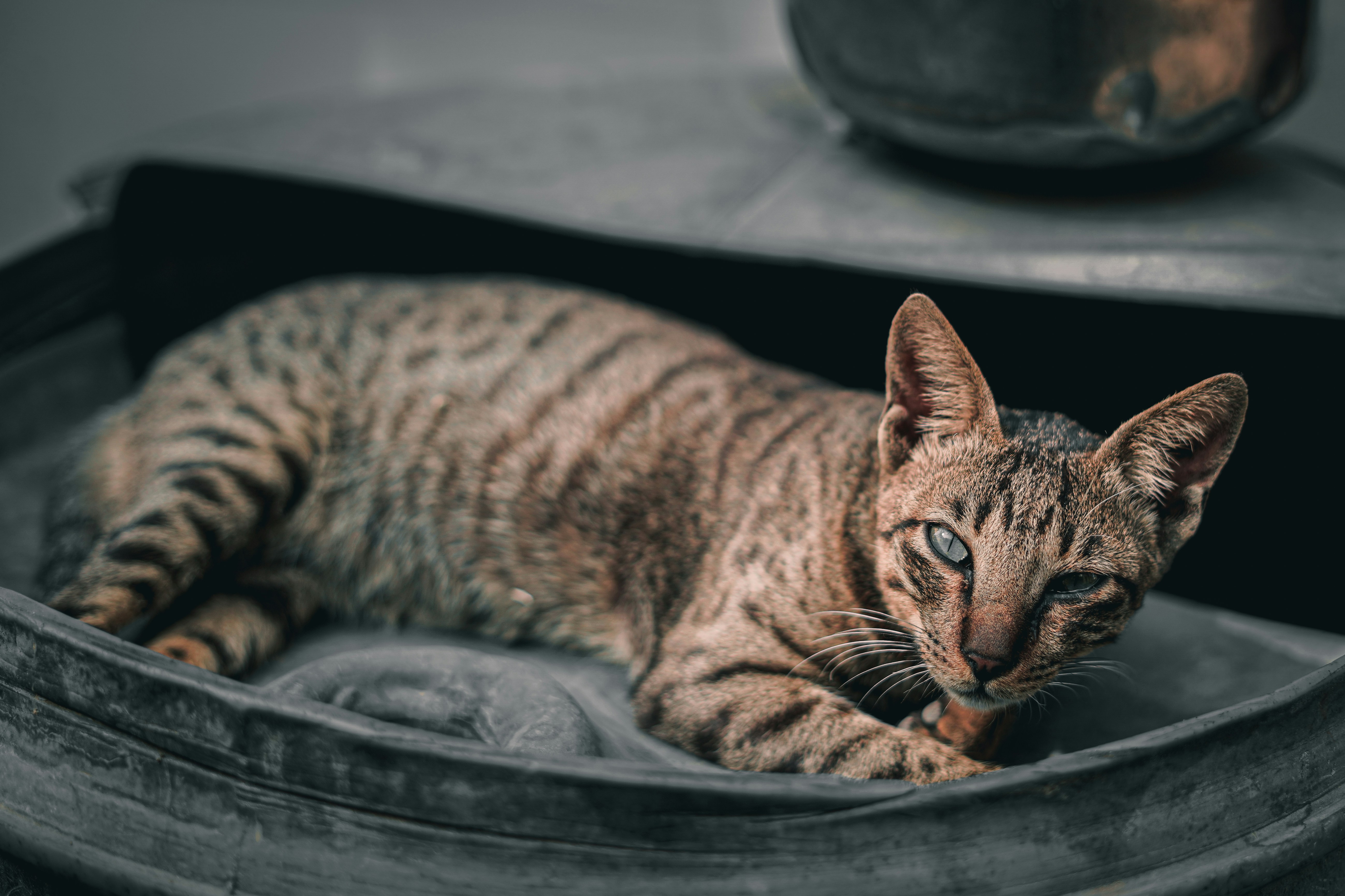Voice Recognition: Does Your Cat Know Your Name? (image credits: unsplash)