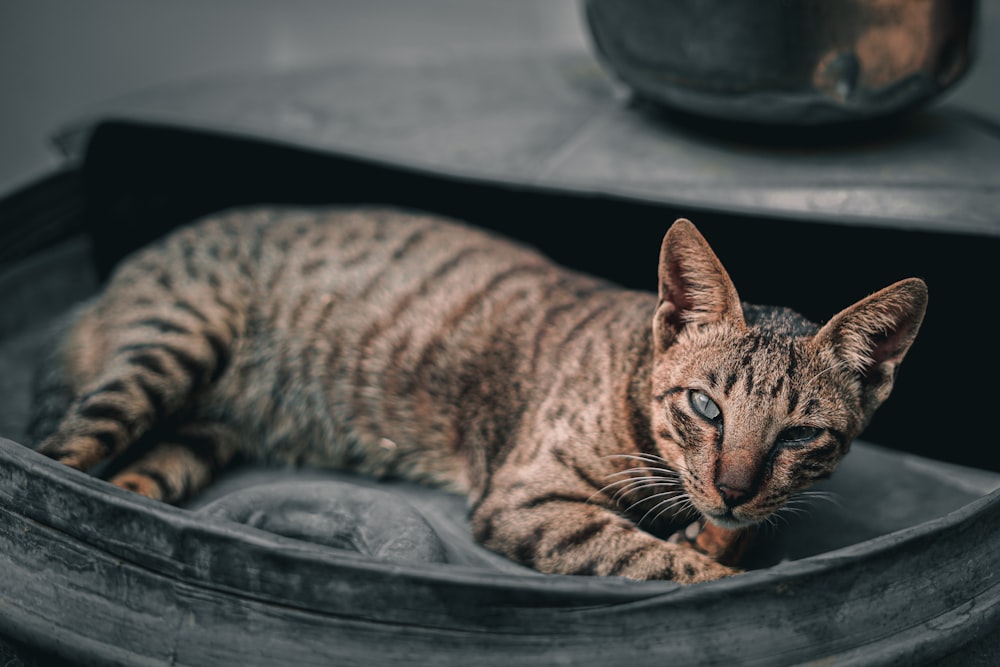 a cat laying on top of a cushion in a bowl