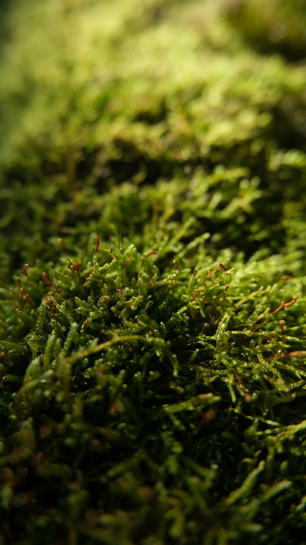 a close up of a green mossy surface