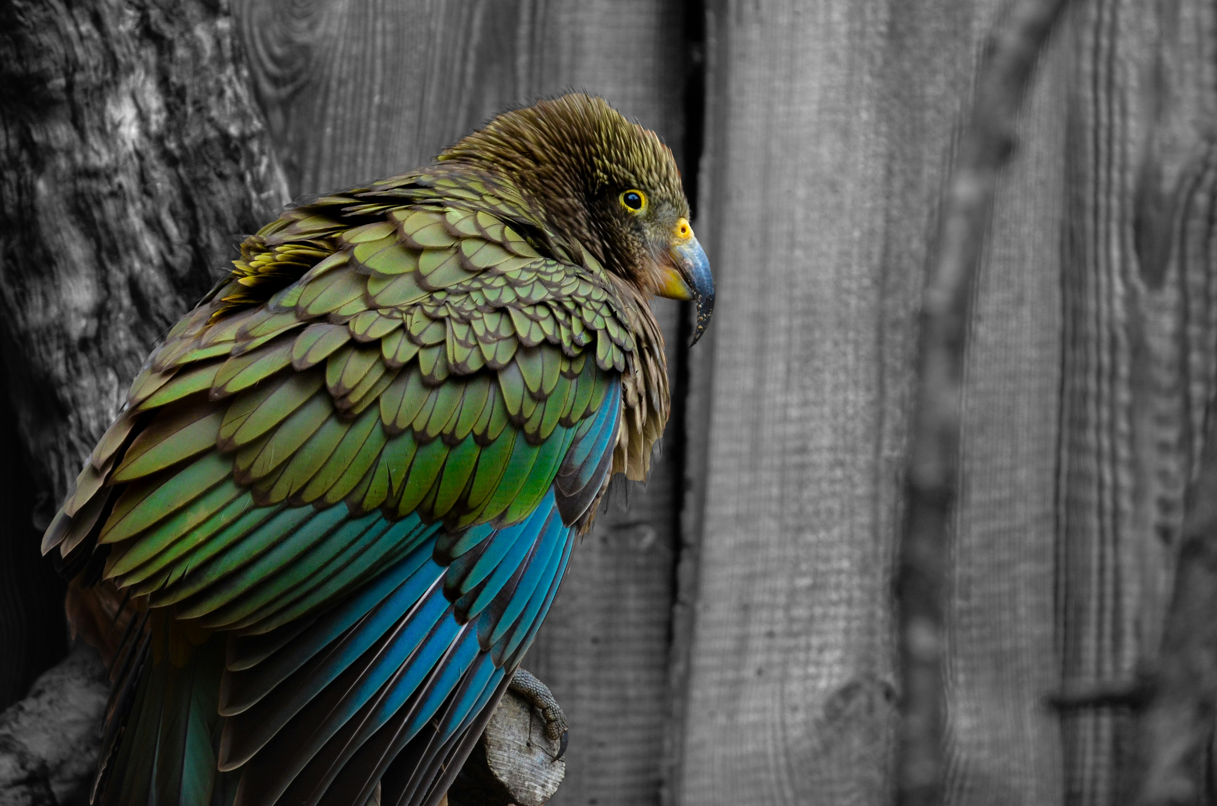 Photo by henry_moellers1901