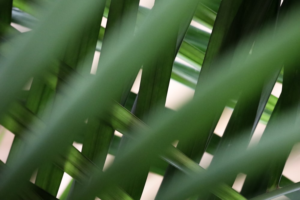 a close up of a green plant with blurry leaves