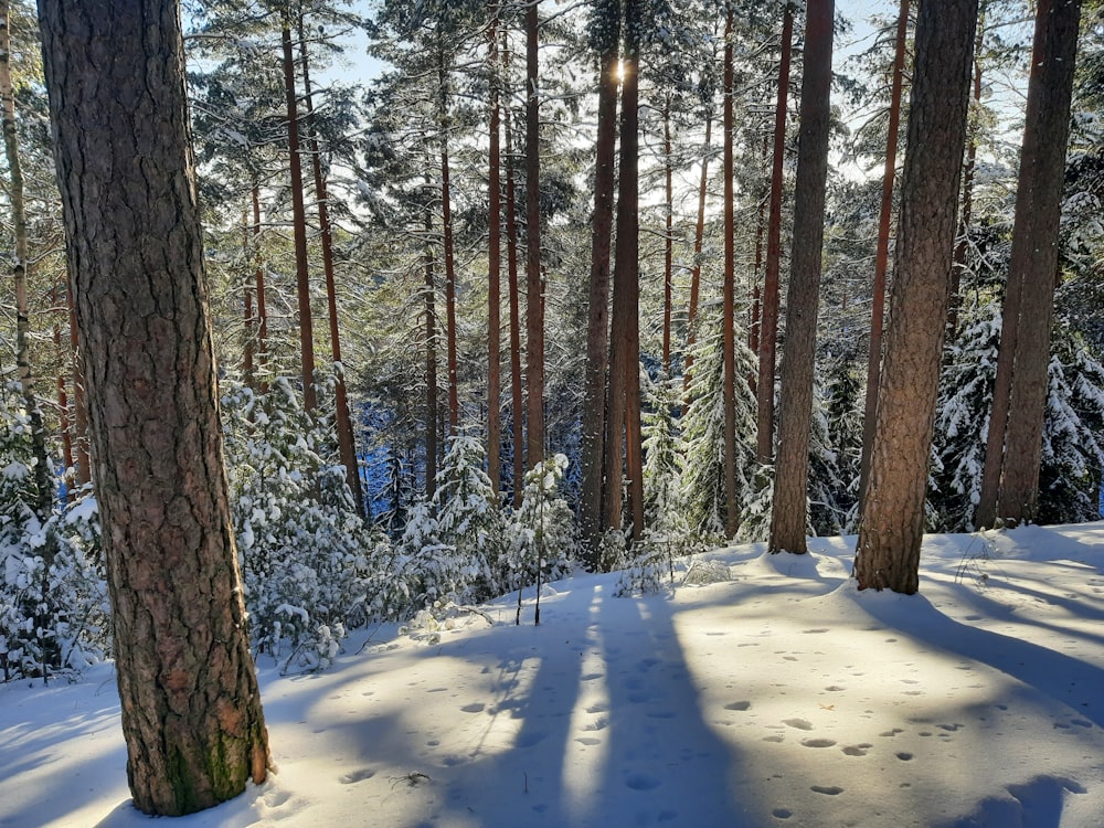 the sun shines through the trees in a snowy forest