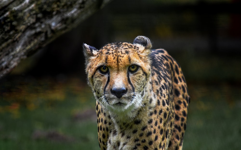 a close up of a cheetah near a tree