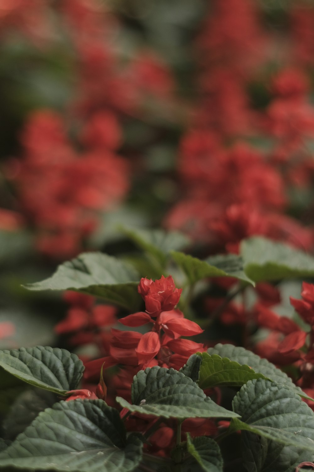 a bunch of red flowers with green leaves