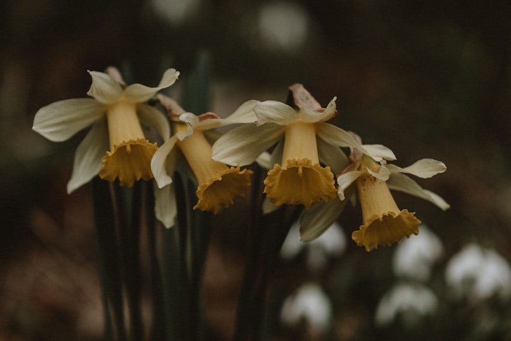 a group of yellow and white flowers in a vase