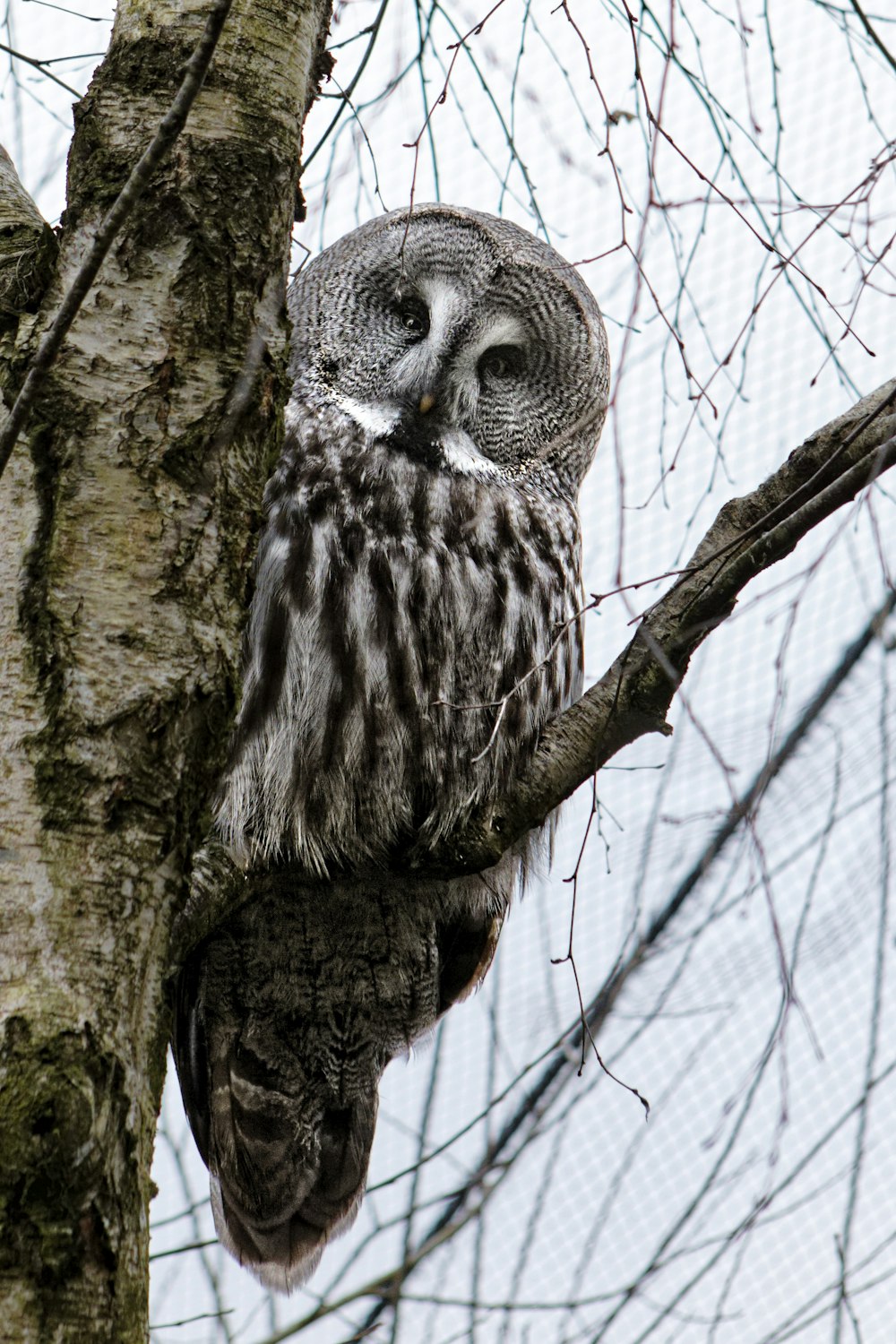 an owl is perched on a tree branch