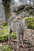 A deer stands among moss-covered rocks and fallen leaves in a forest setting. Its fur is a mix of brown and gray, and it appears to be alert and possibly communicating with its open mouth.