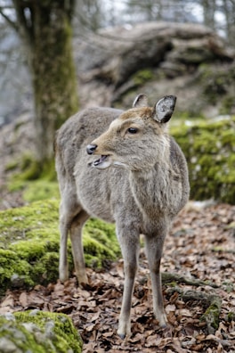 A deer stands among moss-covered rocks and fallen leaves in a forest setting. Its fur is a mix of brown and gray, and it appears to be alert and possibly communicating with its open mouth.