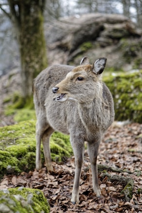 A deer stands among moss-covered rocks and fallen leaves in a forest setting. Its fur is a mix of brown and gray, and it appears to be alert and possibly communicating with its open mouth.