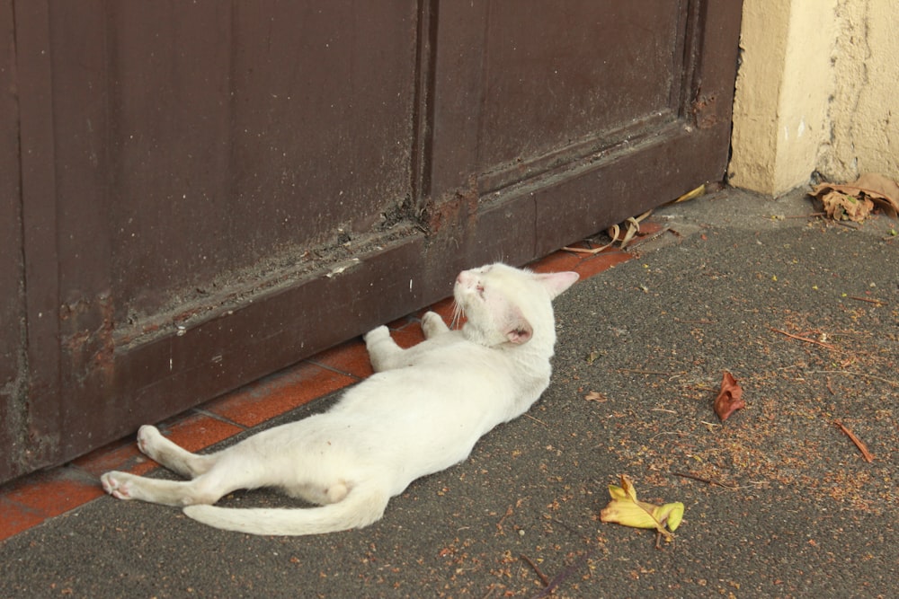 a white cat laying on the ground next to a door