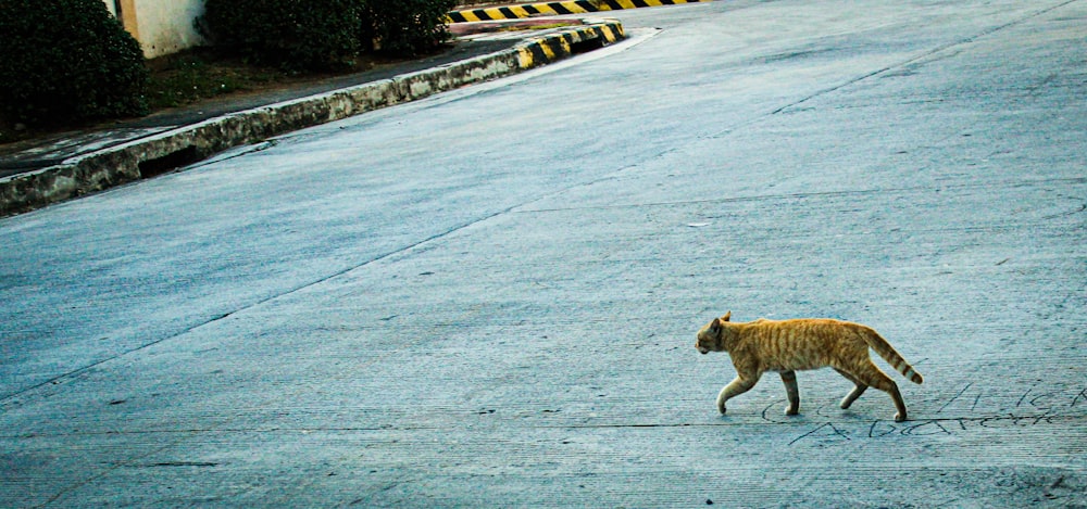 a cat walking across a street in the middle of the day