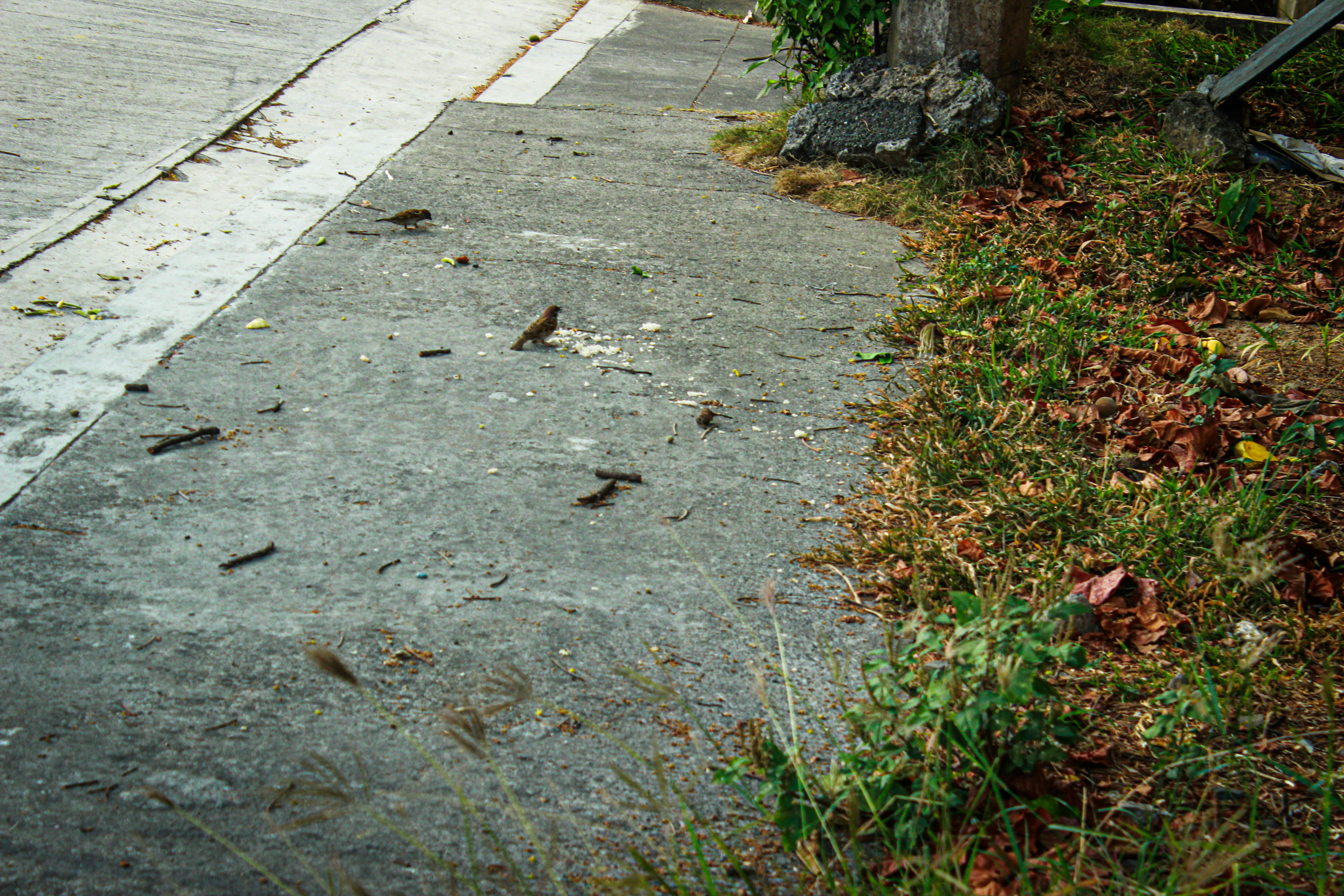Kuyruk sokumunda kıl dönmesi