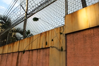 A high concrete wall topped with a barbed wire fence. The wall has a rusty appearance with streaks and is partially covered with ivy or other vines. There are electrical wires visible above the wall, and palm trees in the background.