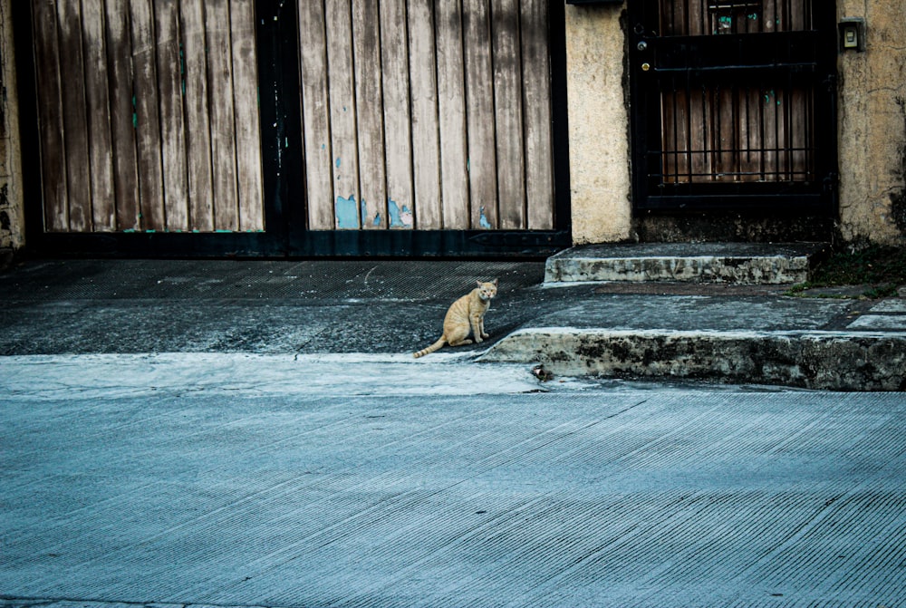 a cat sitting on the side of the road