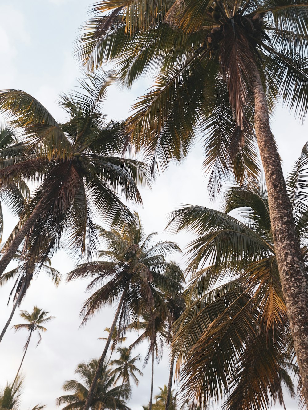 a bunch of palm trees with a sky background