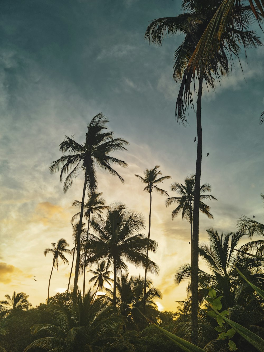 a group of palm trees with the sun setting in the background