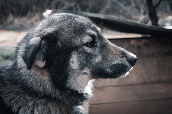 A large, fluffy dog with a thick fur coat stands in profile, looking intently to the side. The background is a blurred mix of outdoors scenery, highlighting the dog's features.