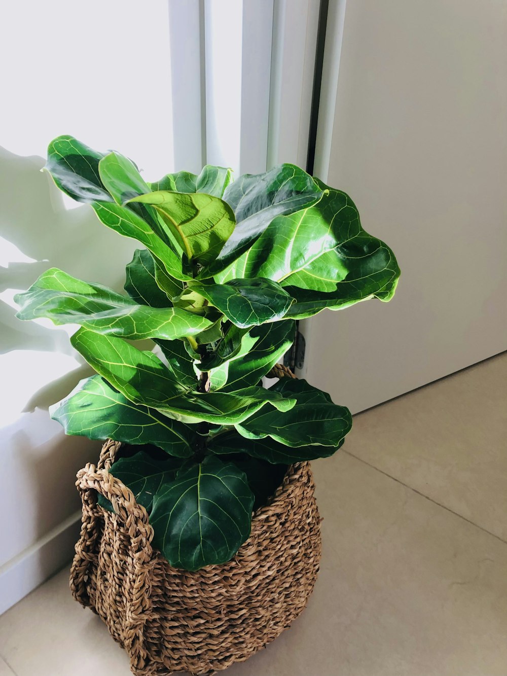 a potted plant in a wicker basket next to a door