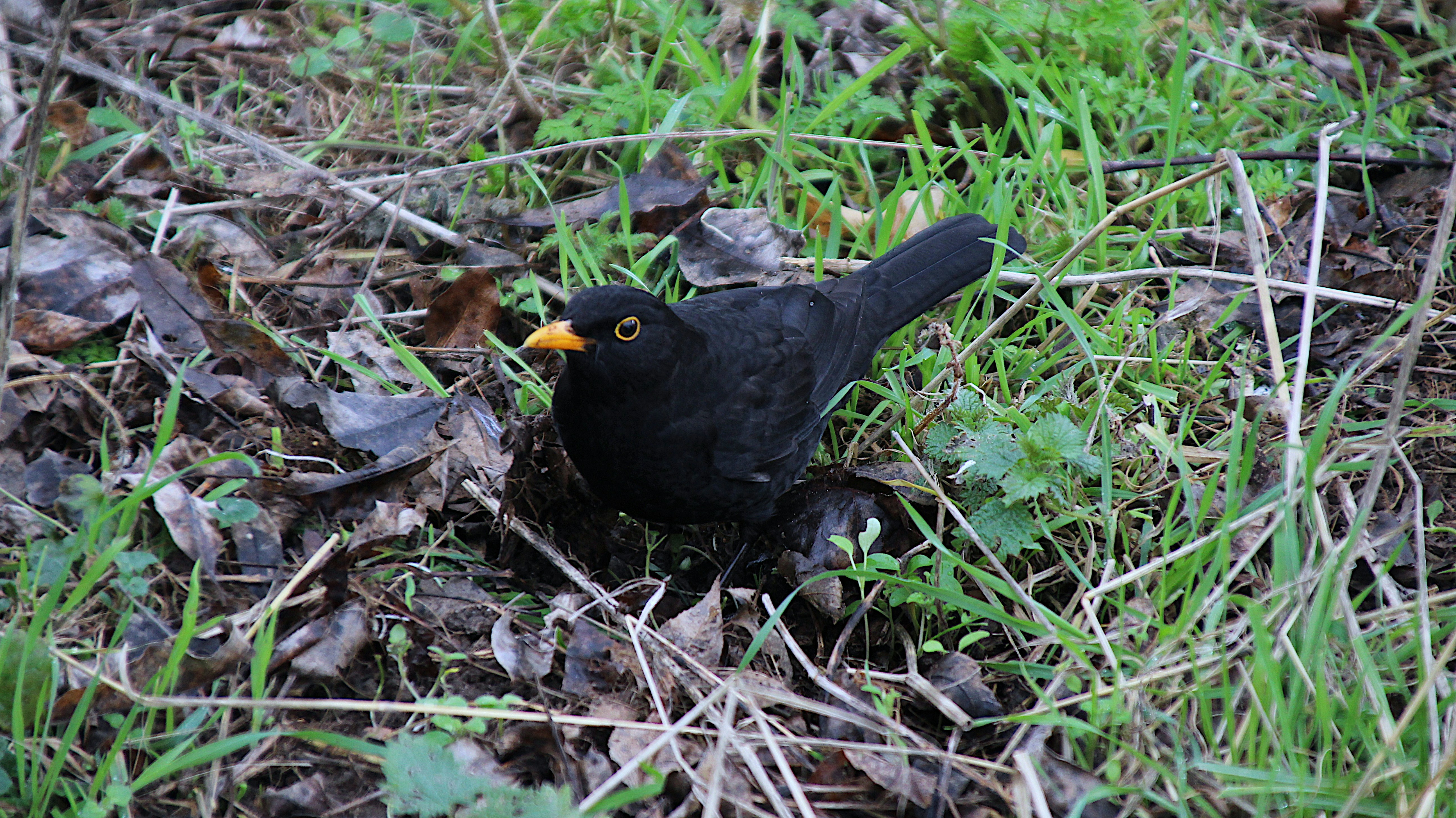 a black bird is standing in the grass
