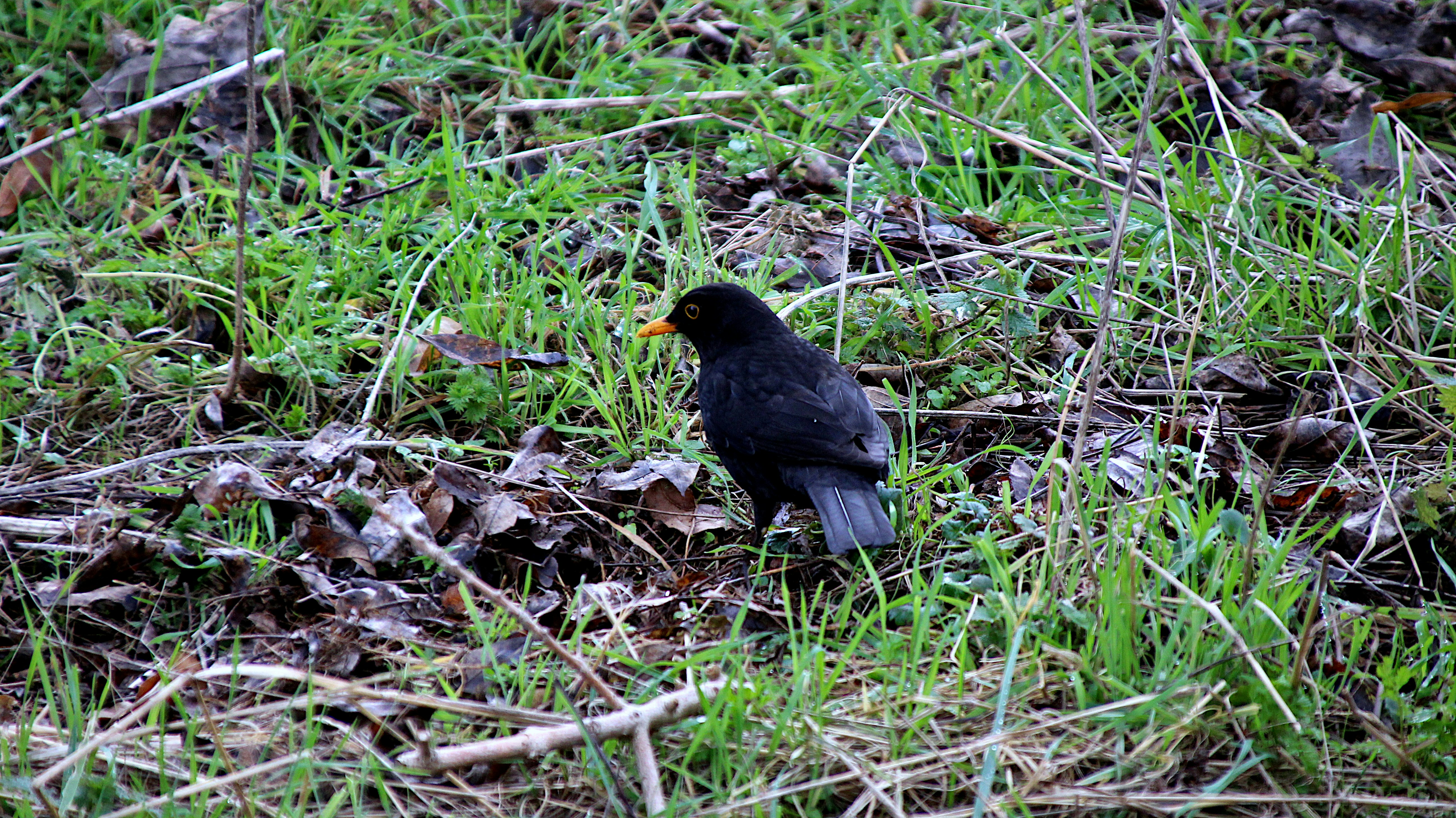 a black bird is standing in the grass