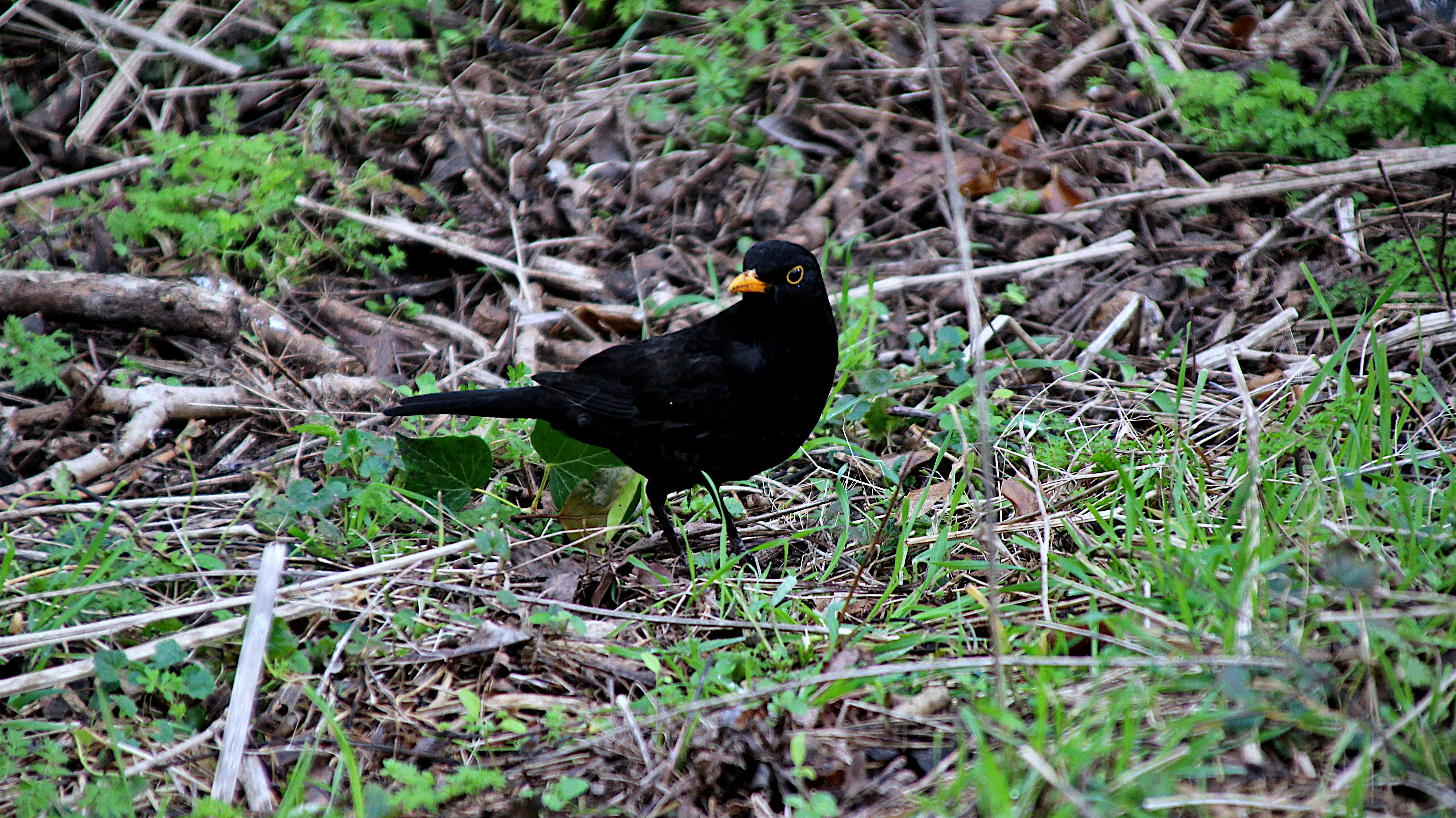 a black bird is standing in the grass