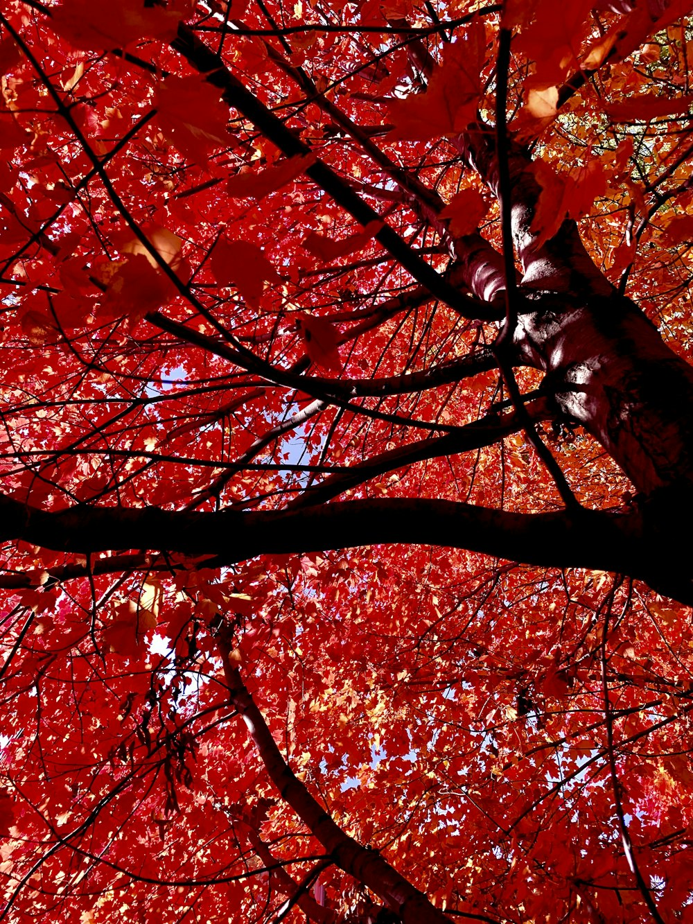 a tree with red leaves in the fall