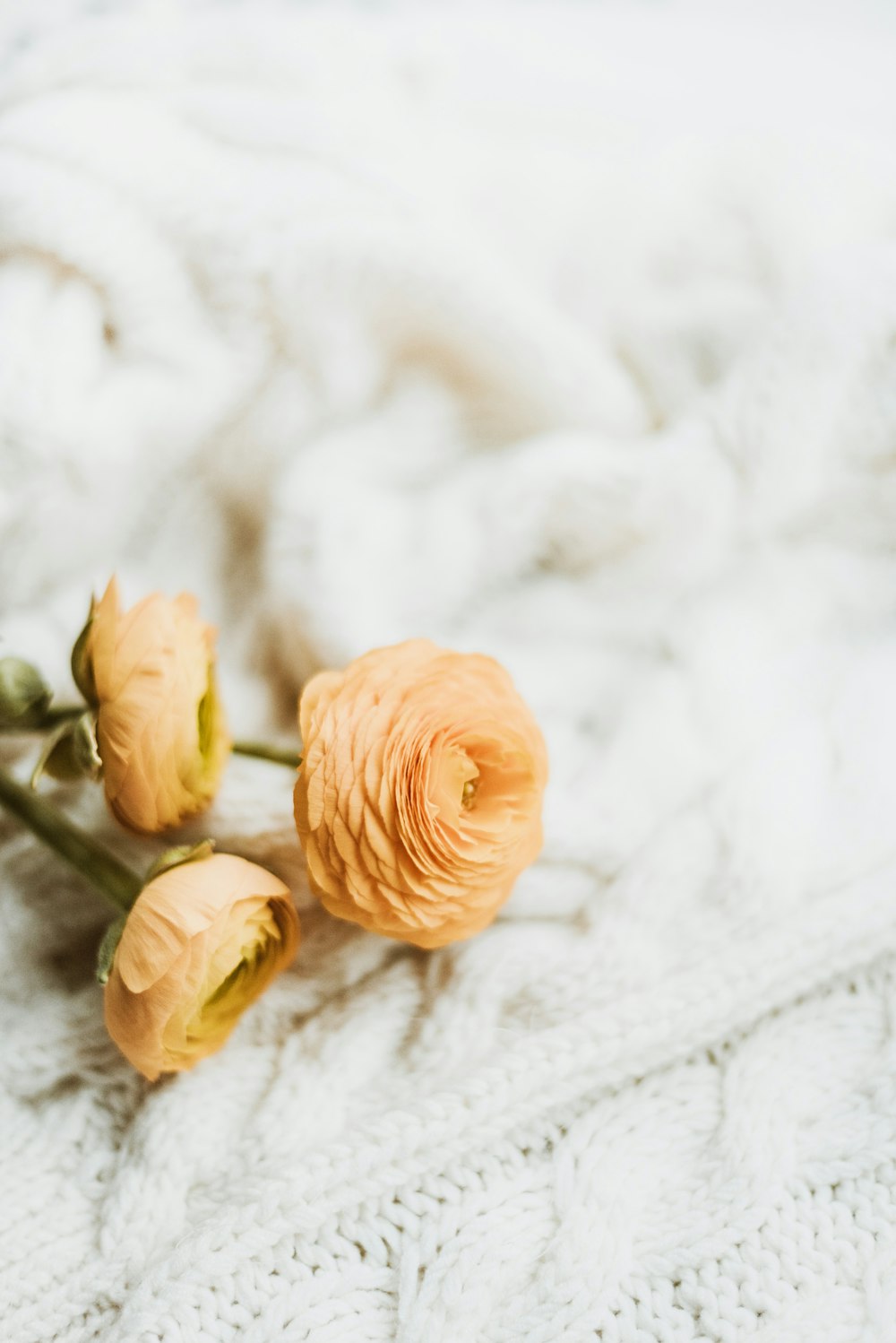 a couple of flowers sitting on top of a white blanket