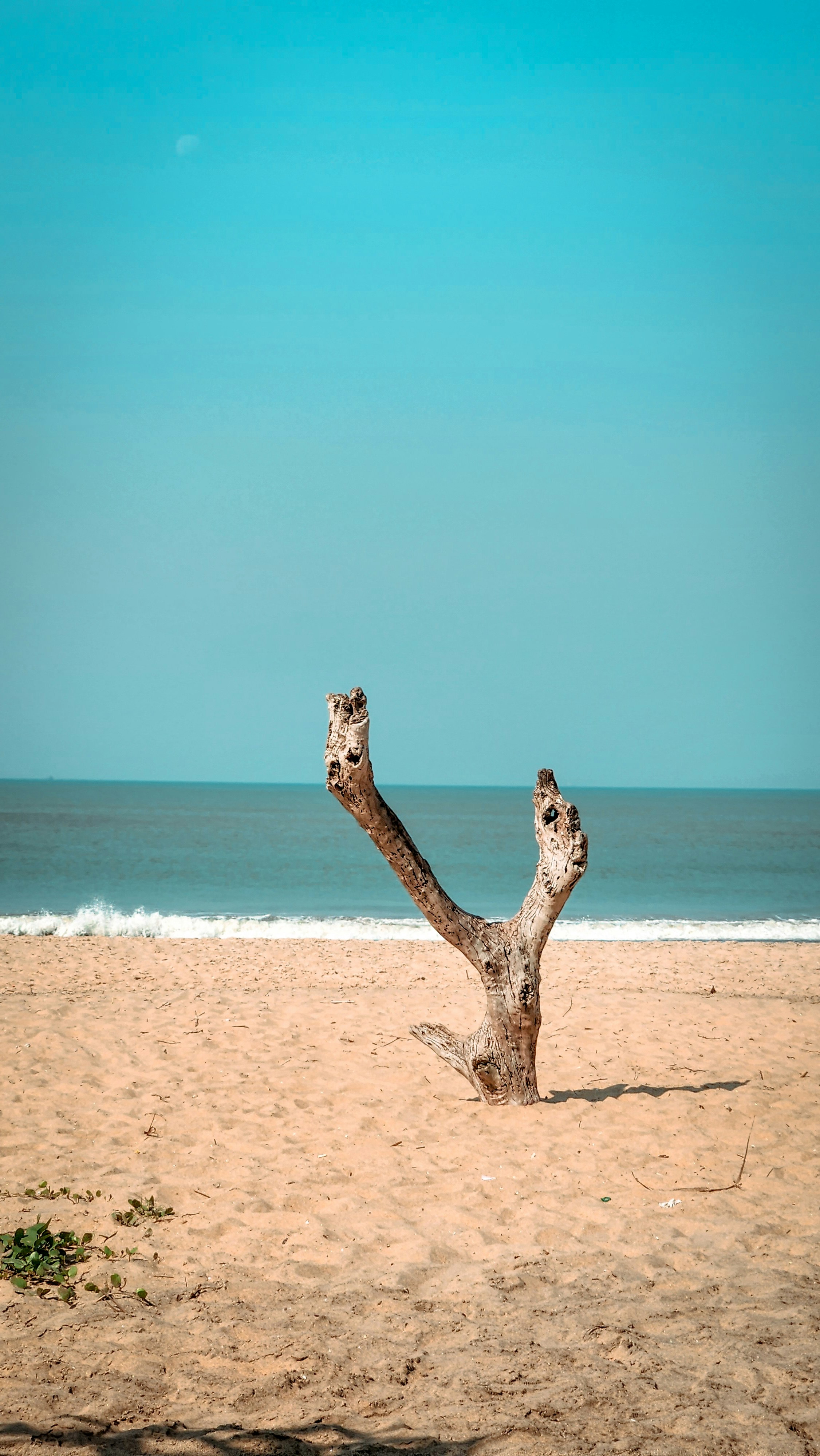 a tree branch sticking out of the sand on a beach