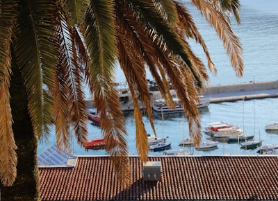 Palm fronds hang in the foreground overlooking a marina with several small boats docked. The sea is calm, reflecting a clear sky. Below the palm leaves, a tiled roof of a building is visible.