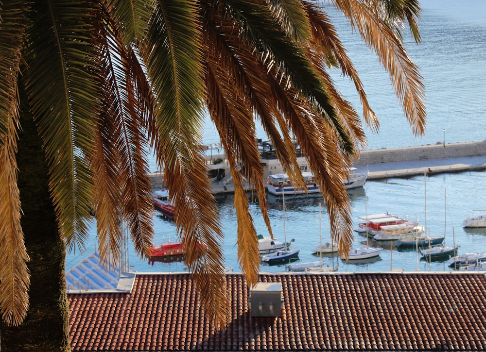 a view of a harbor with boats and palm trees