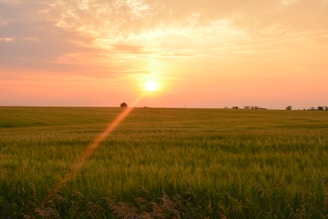 A serene landscape showcasing a field under a golden sunset.