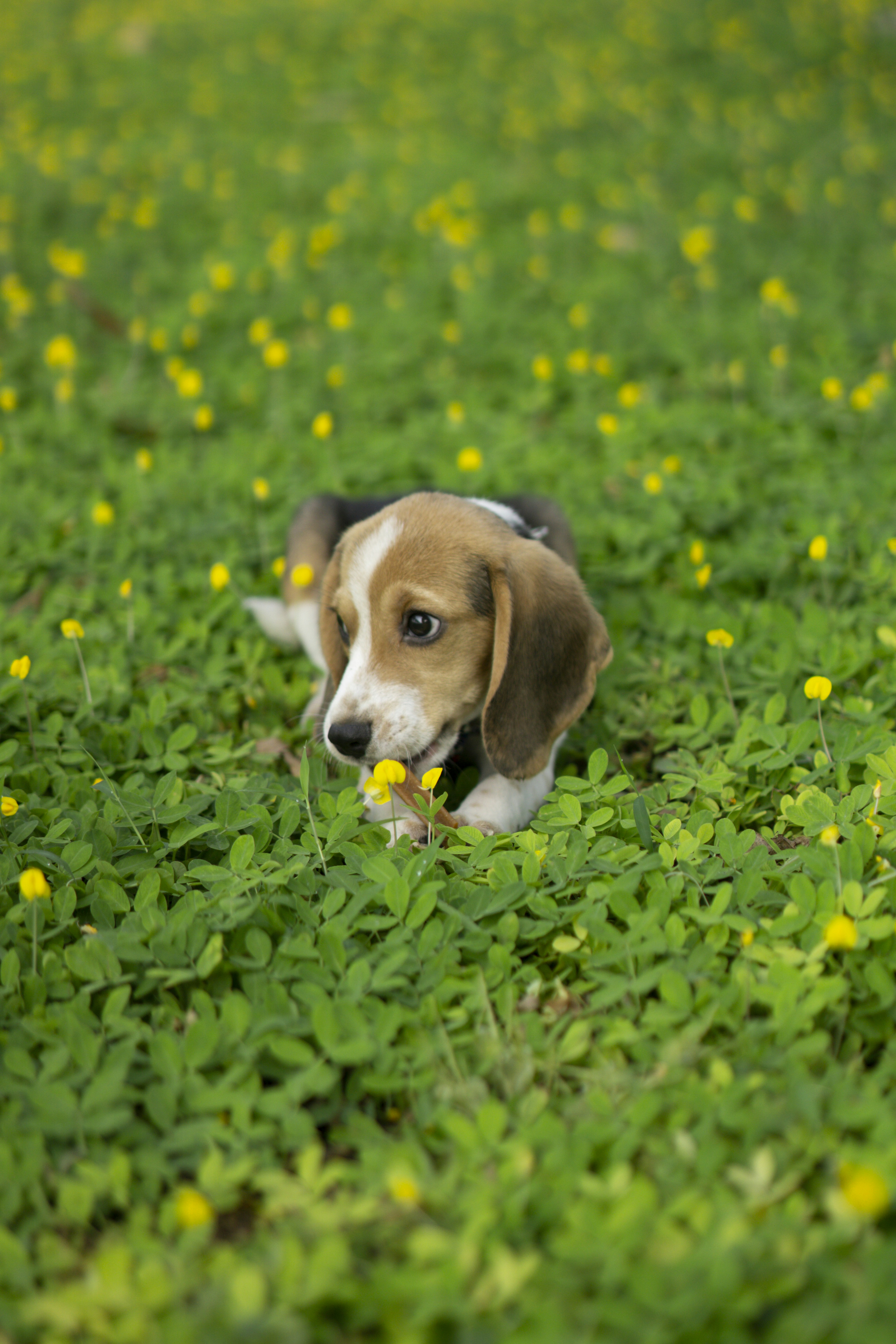 꽃밭에 앉아 있는 비글 강아지 사진 – Unsplash의 무료 꽃 이미지, image size:3000x4500
