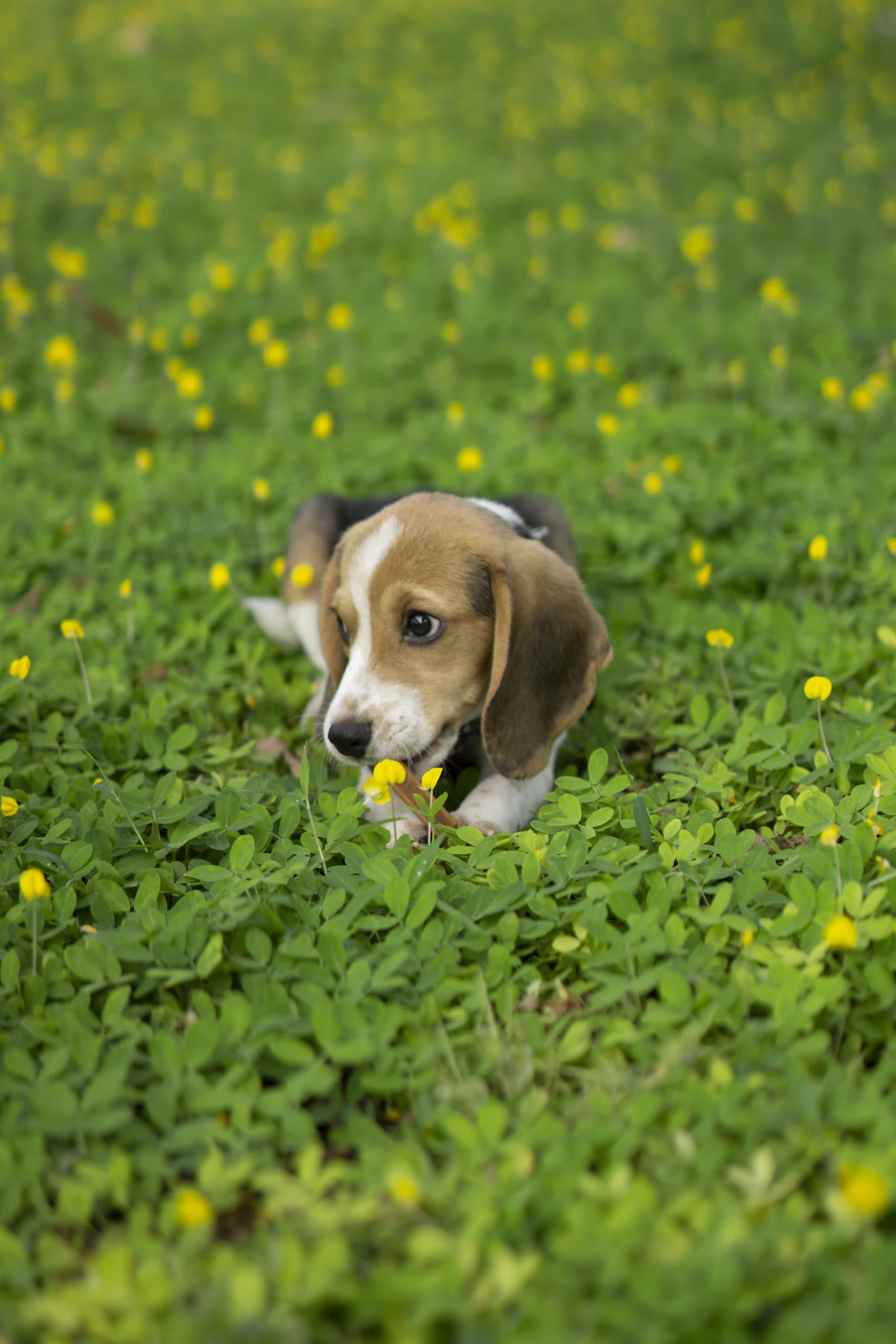A young beagle resting in a green clover field dotted with yellow flowers, the picture of a friendly steady dog