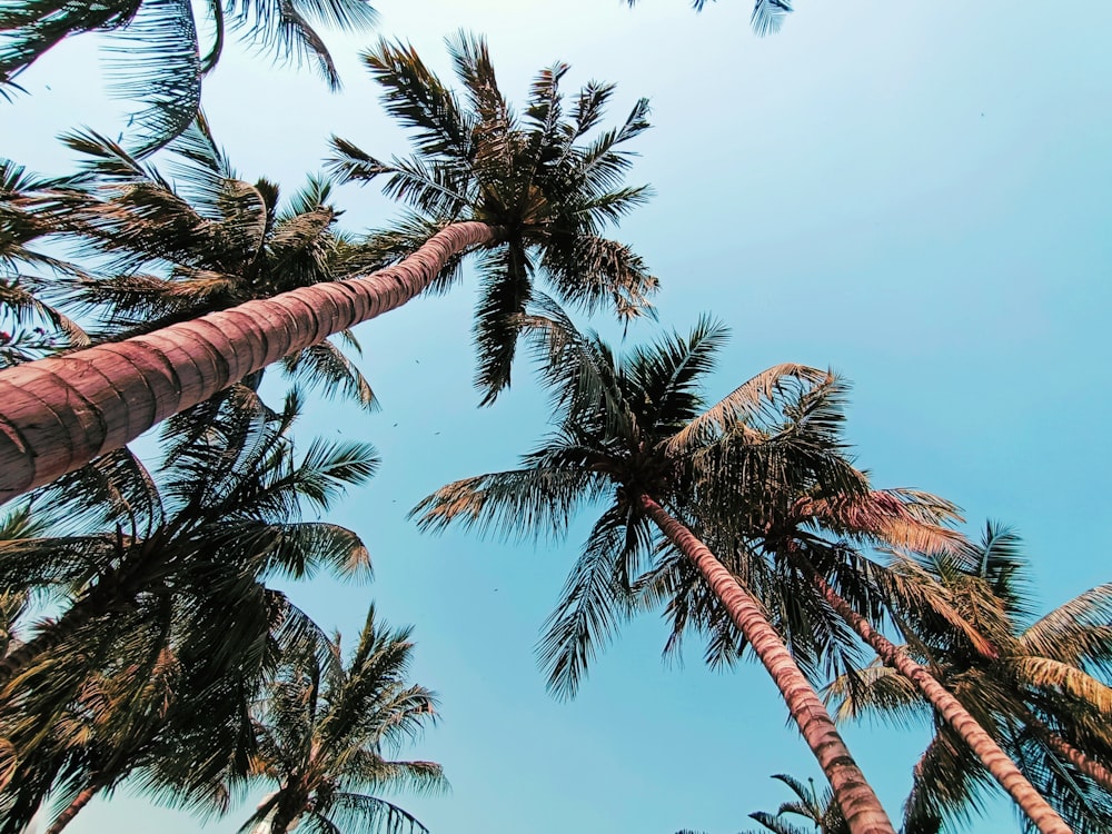 a group of palm trees with a blue sky in the background