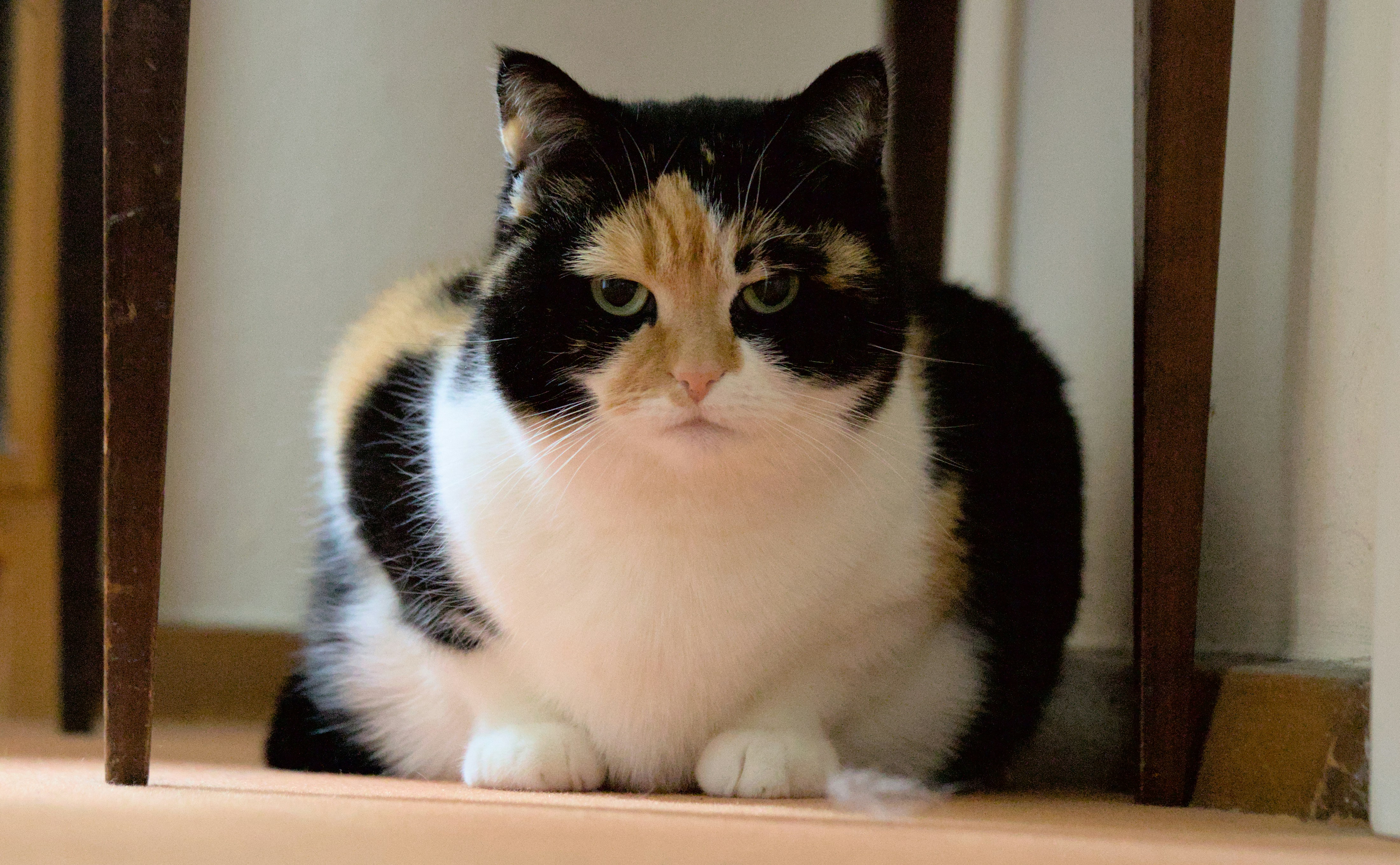 a black, white and orange cat sitting under a table