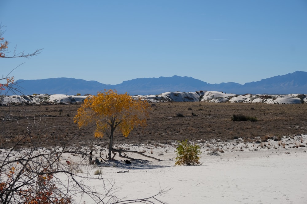 a lone tree in the middle of a desert