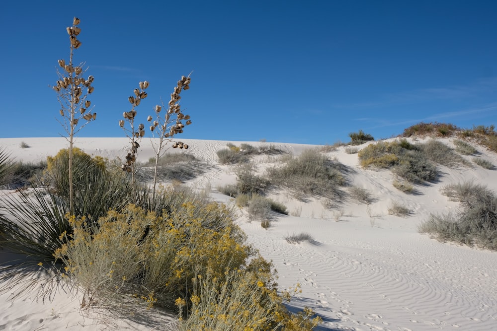 a small plant in the middle of a desert