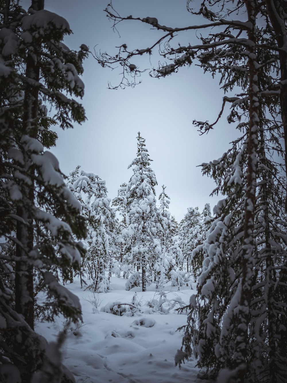 a snow covered forest filled with lots of trees