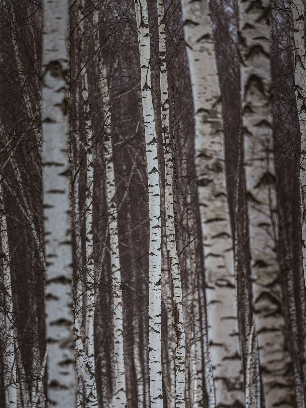 a couple of people standing next to each other in the woods