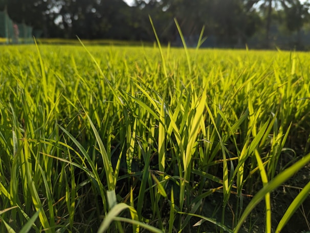 A lush green field of grass harvested for biomass fuel, bathed in morning sunlight.