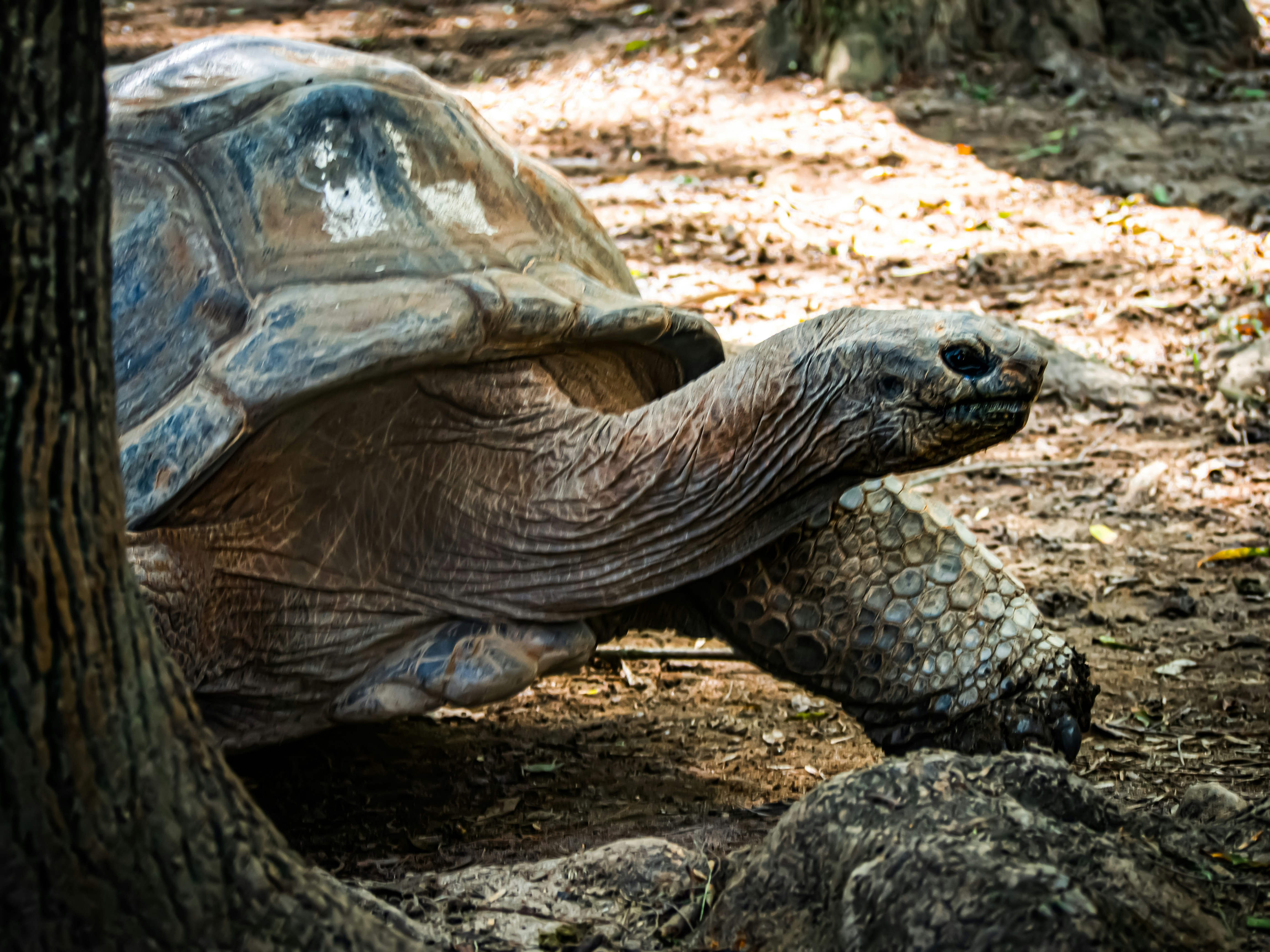 Photo by alekseyryan