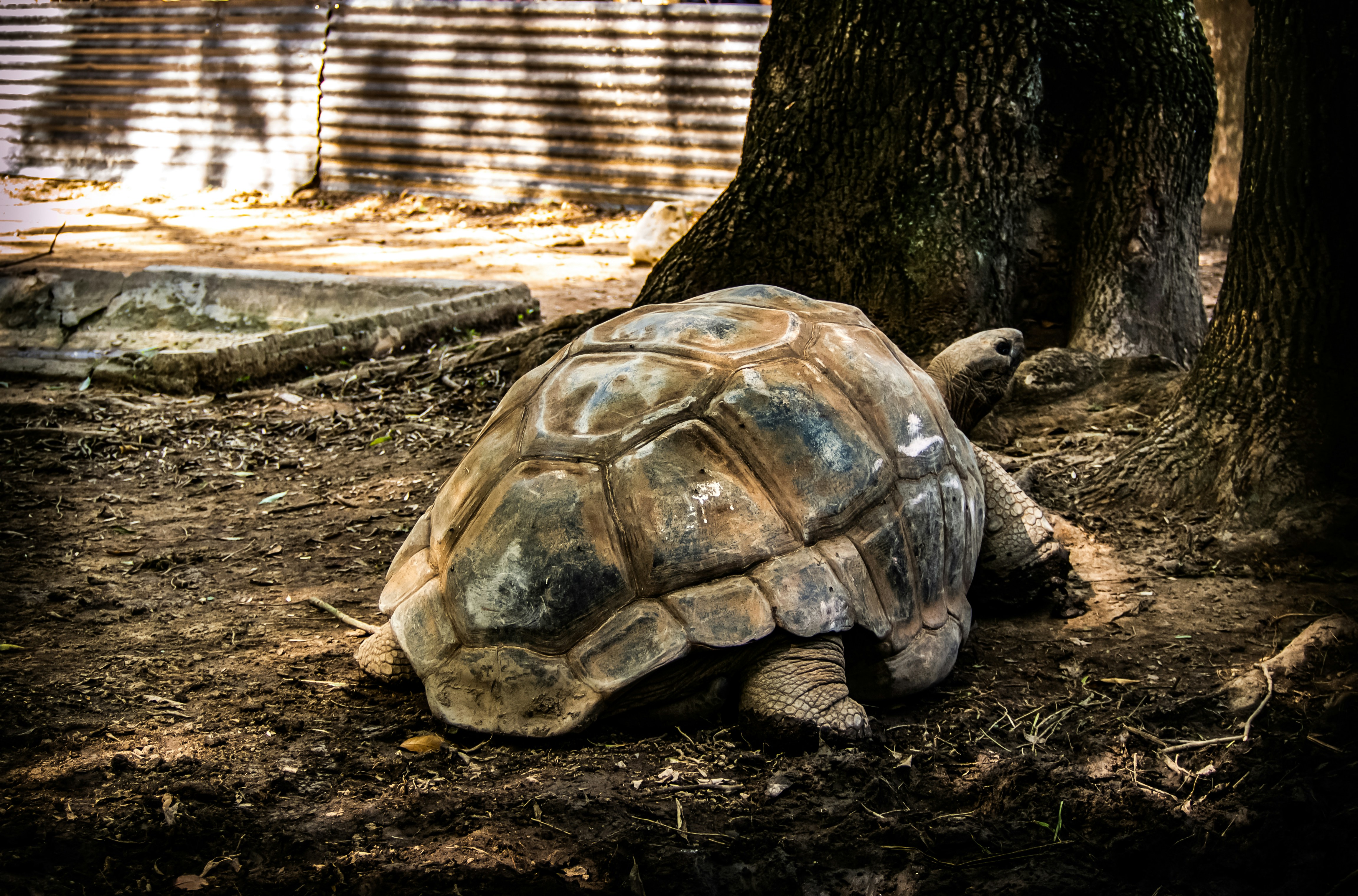 Photo by alekseyryan