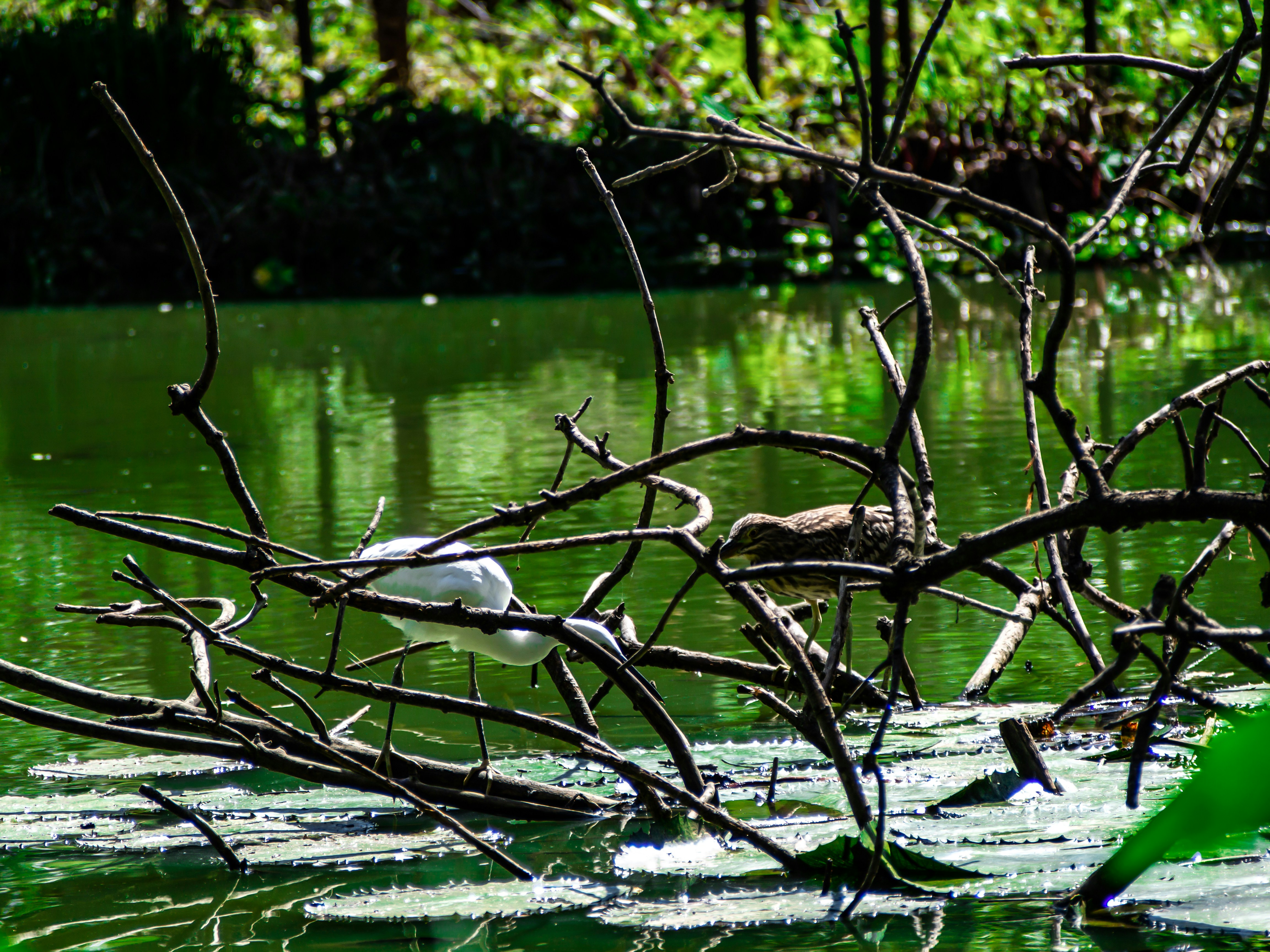 Photo by alekseyryan