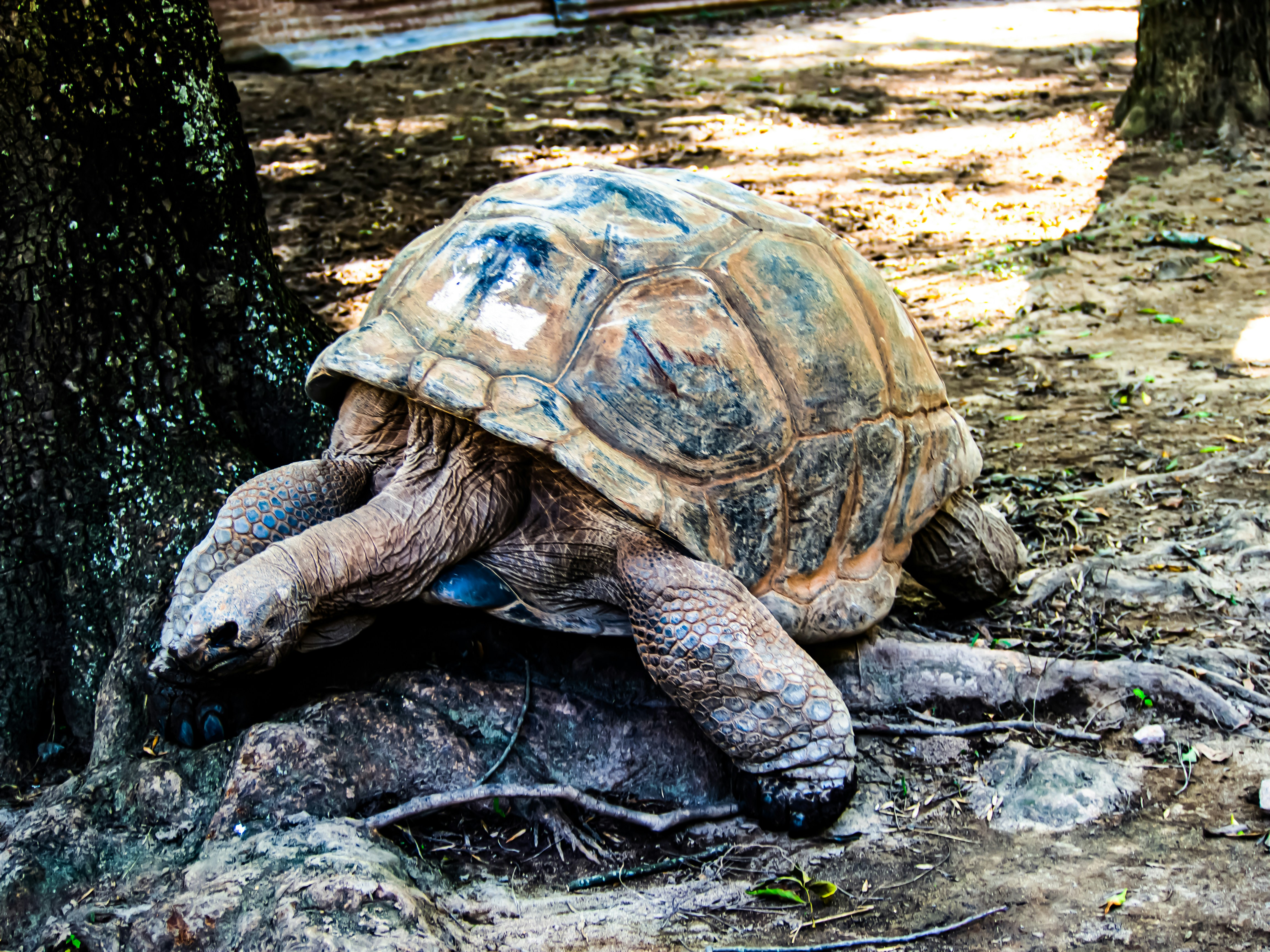 Photo by alekseyryan