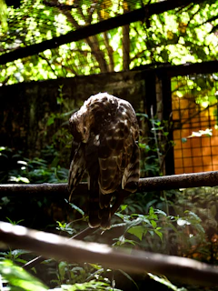 Rachelle Brown tending to the Redfox Grey birds in a sunlit barn.