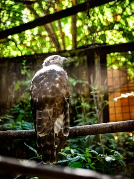 A large bird with brown and white feathers is perched on a branch inside an aviary. The background is filled with green foliage and sunlight filtering through leaves, creating a dappled light effect. The bird is facing slightly away, presenting a profile of its head and body.