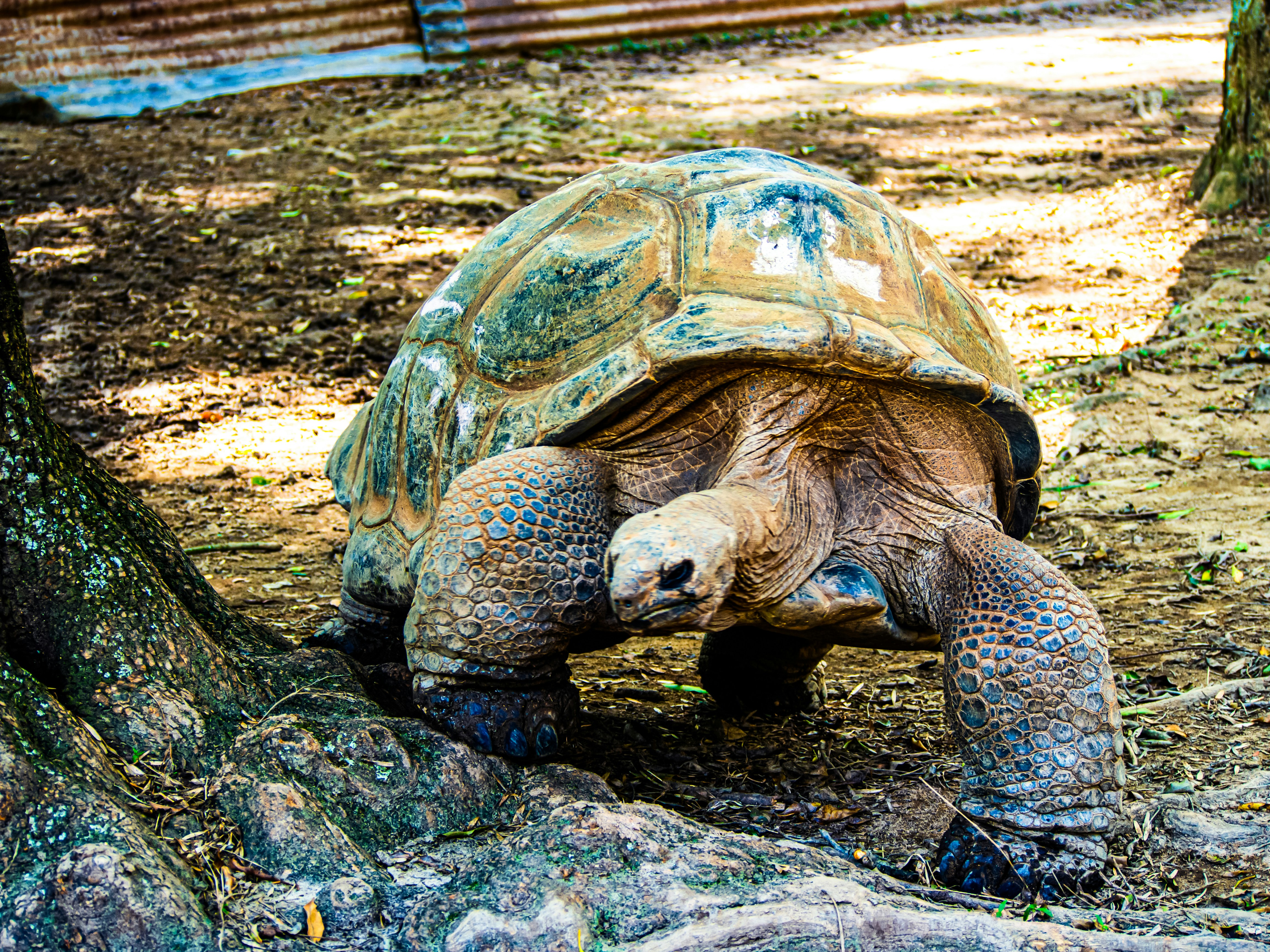 Photo by alekseyryan