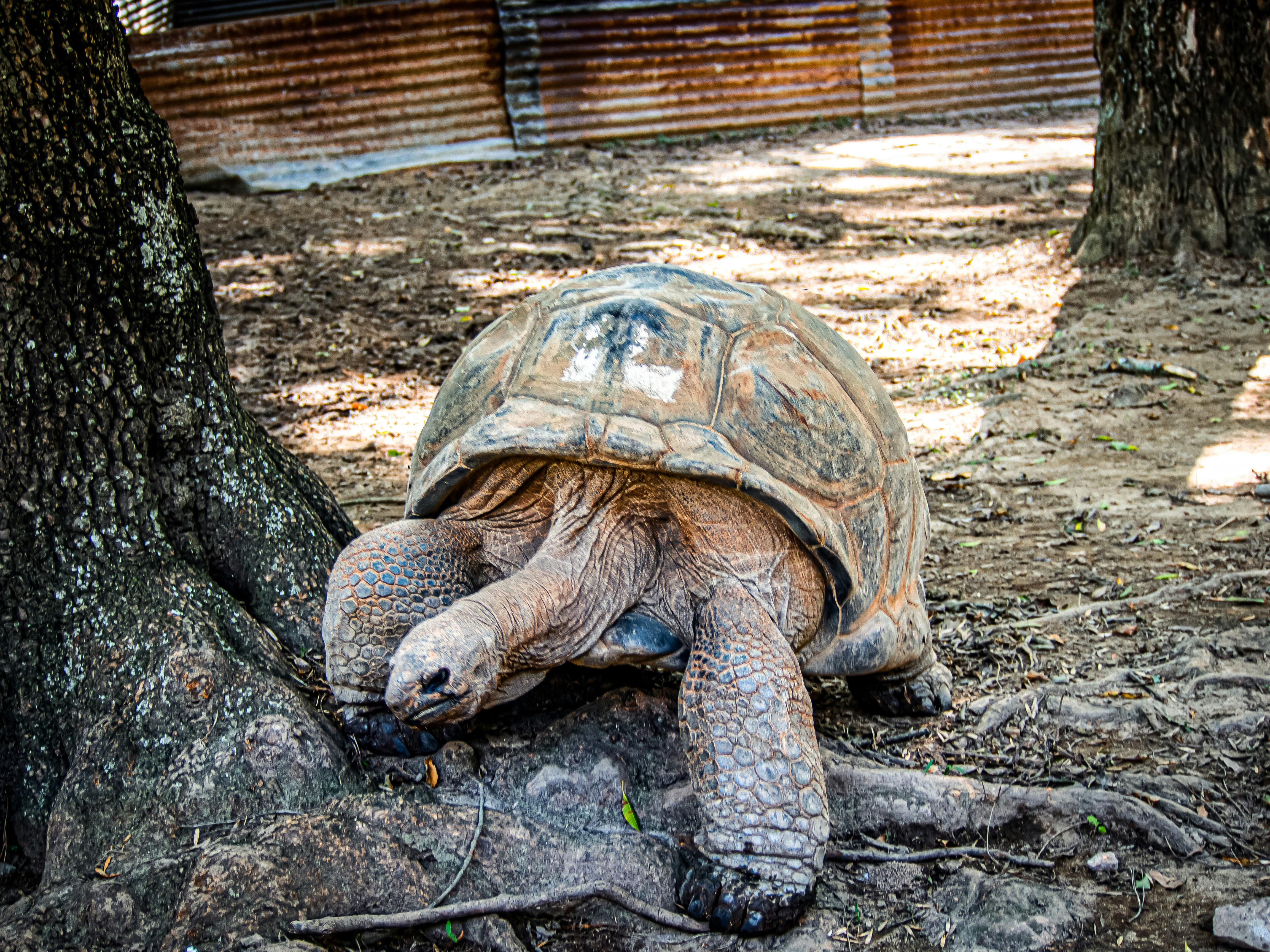 Photo by alekseyryan