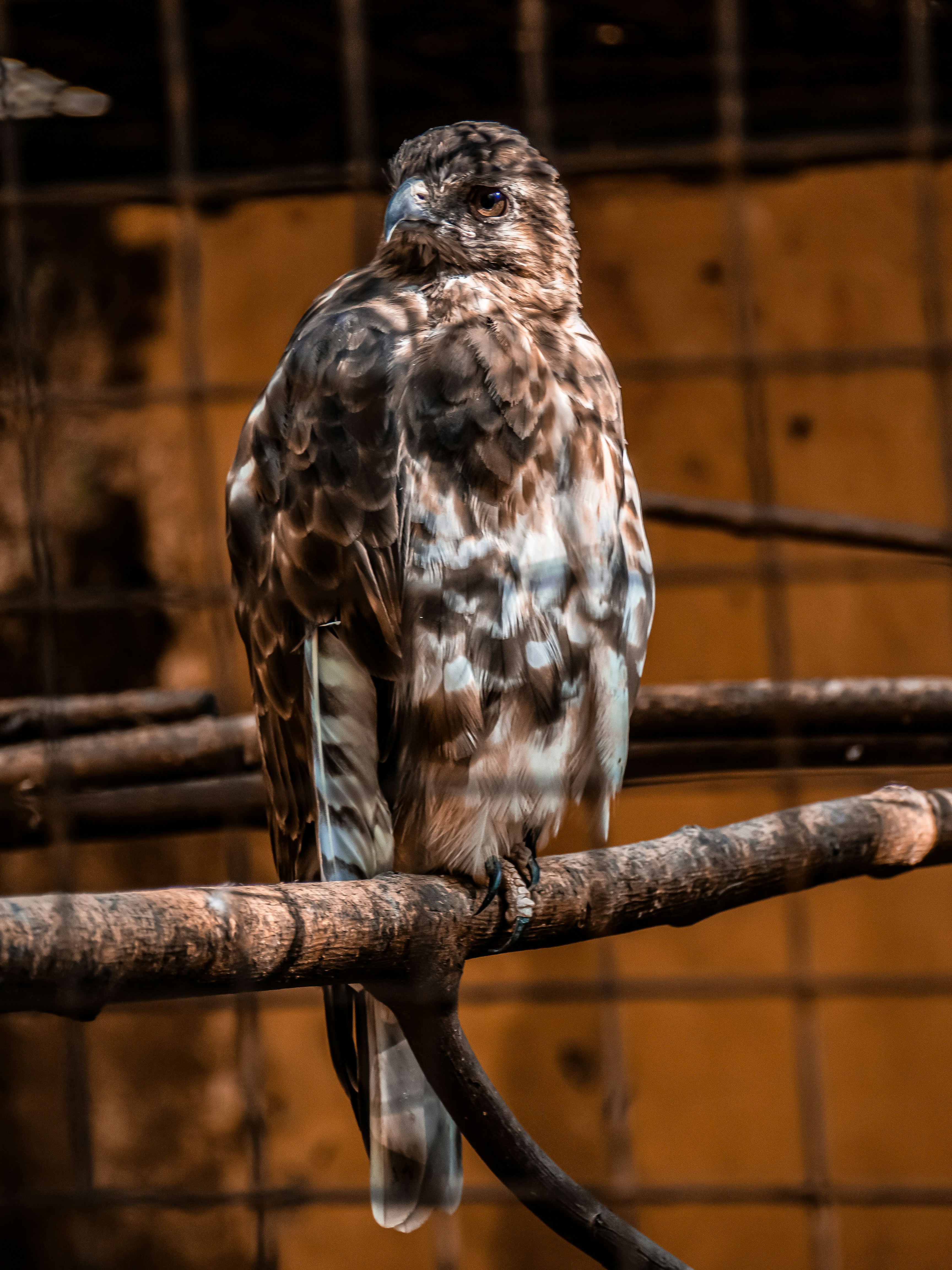 Photo by alekseyryan