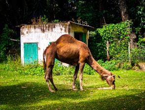 A smiling pastoralist inspecting healthy camels grazing near a feed storage facility.